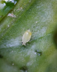 Myzus ligustri