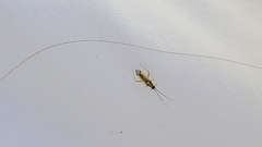 Campyloneura virgula