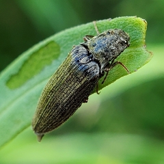 Dixicollis divaricatus