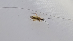 Campyloneura virgula