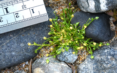 Sagina saginoides