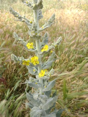 Verbascum pulverulentum