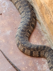 Nerodia rhombifer