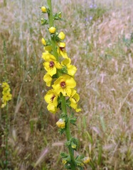 Verbascum virgatum