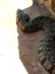 Nerodia rhombifer