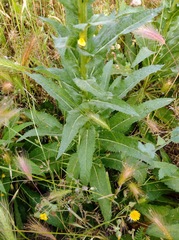 Verbascum virgatum
