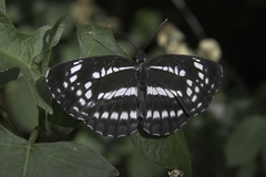 Neptis pryeri