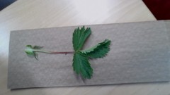 Potentilla thuringiaca