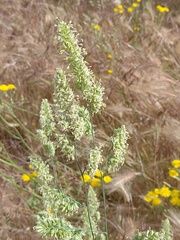 Dactylis glomerata