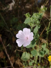 Malva hispanica