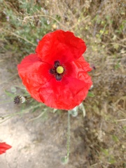 Papaver rhoeas