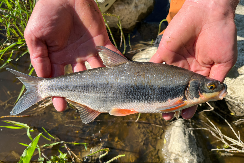 Vimba bream (Vimba vimba) — Cyprinidae