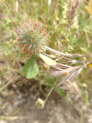 Trifolium hirtum