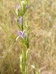 Campanula rapunculus