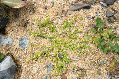 Sagina saginoides