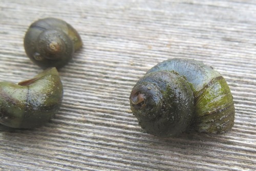 Asian Apple Snail