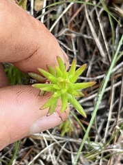 Sedum stenopetalum