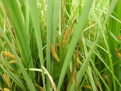 Carex vesicaria