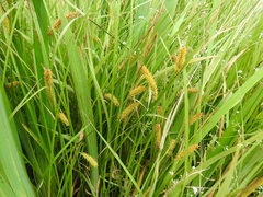 Carex vesicaria