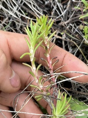 Sedum stenopetalum