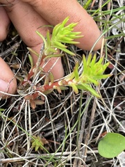 Sedum stenopetalum