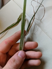 Carex stipata