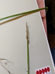 Carex stipata