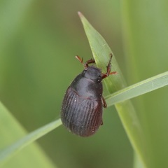 Serica sericea