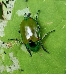 Callistethus stoliczkae