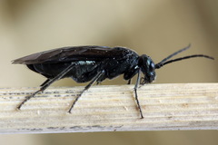 Dolerus coracinus