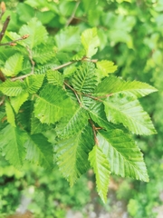 Carpinus orientalis