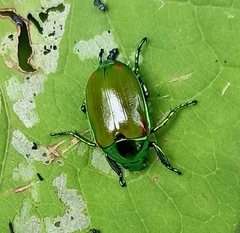 Callistethus stoliczkae