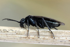 Dolerus coracinus