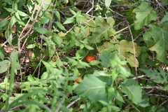 Solanum viarum