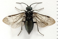 Dolerus coracinus