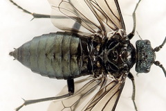 Dolerus coracinus