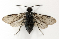 Dolerus coracinus