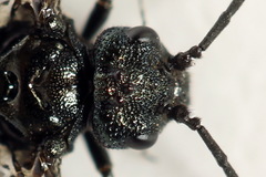 Dolerus coracinus