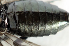 Dolerus coracinus
