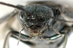 Dolerus coracinus
