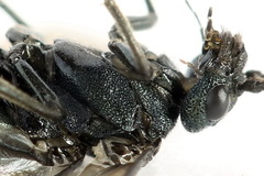 Dolerus coracinus