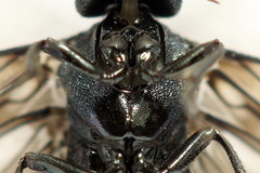 Dolerus coracinus