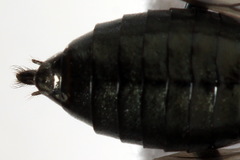 Dolerus coracinus