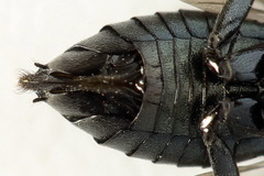 Dolerus coracinus