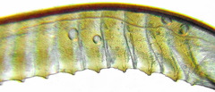 Dolerus coracinus
