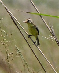 Pseudocolopteryx sclateri