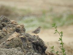 Emberiza calandra