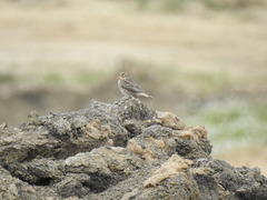 Emberiza calandra