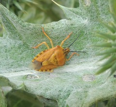 Carpocoris pudicus
