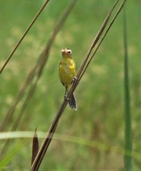 Pseudocolopteryx sclateri